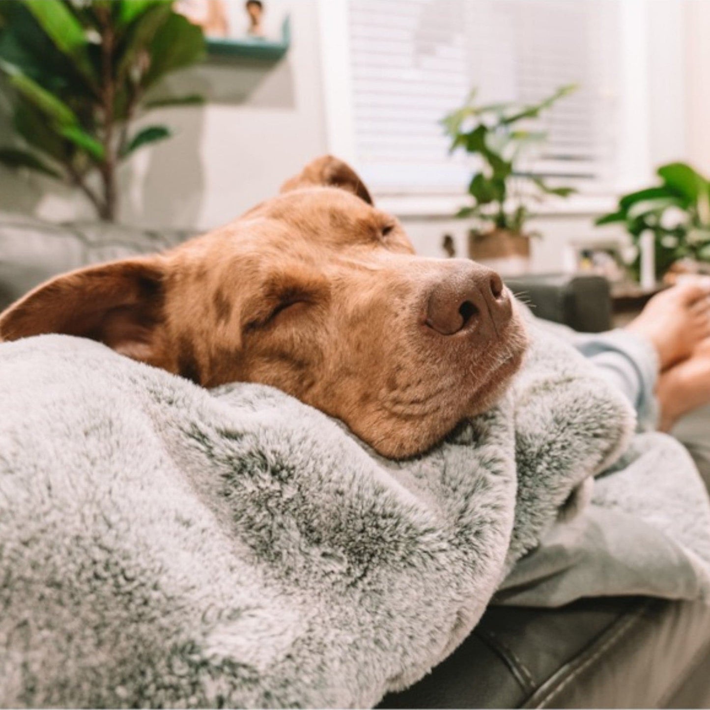 pixie throw - 4 Cats & Dogs Home Furnishings Inc