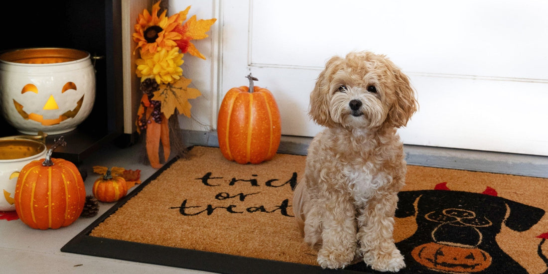Halloween Seasonality: How to Bring Spooky Style Into Your Home