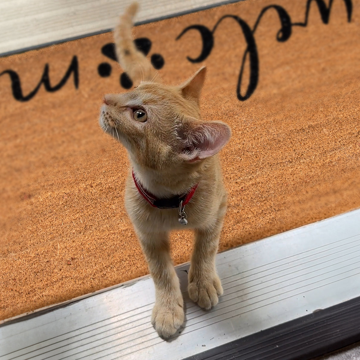 welcome + paw rectangular refill - 4C&D Home Furnishings