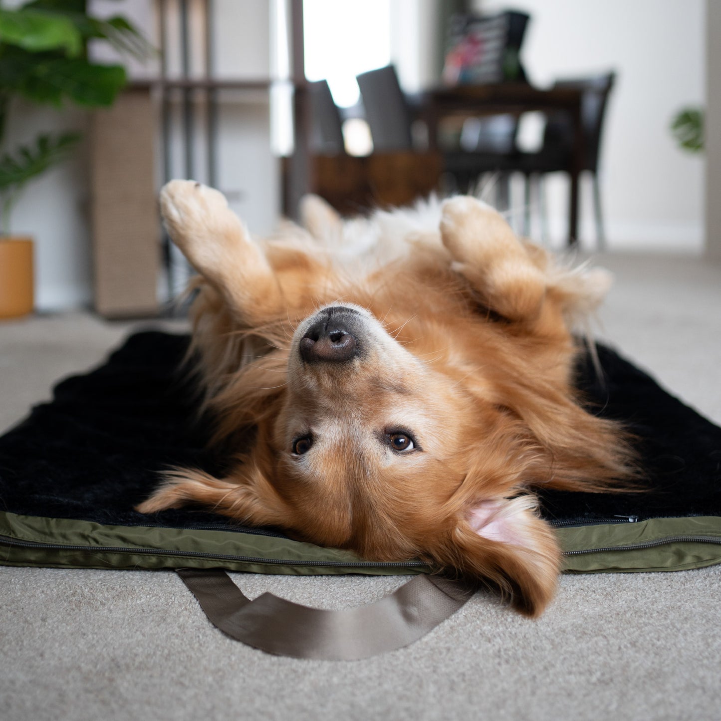 gus travel bed - 4C&D Home Furnishings