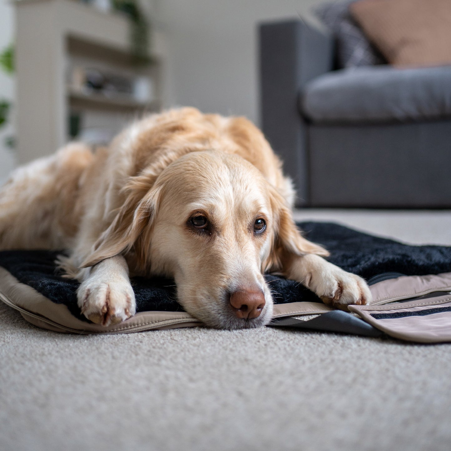 gus travel bed - 4C&D Home Furnishings