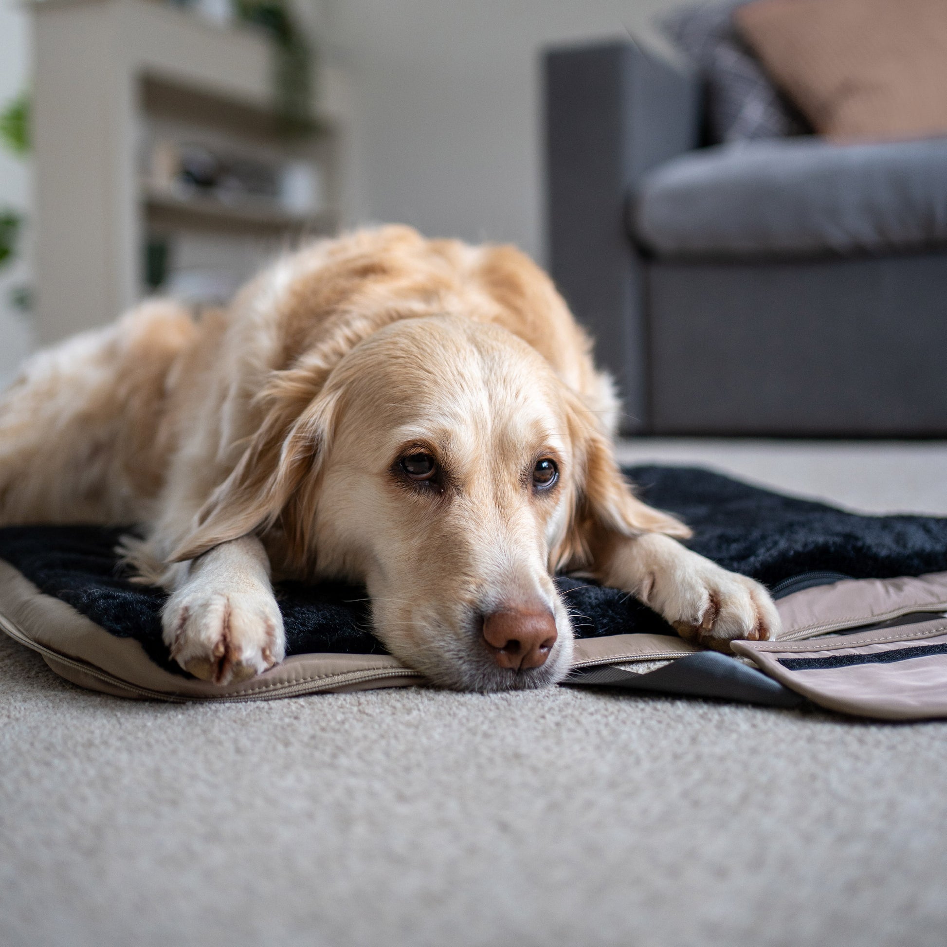 gus travel bed - 4C&D Home Furnishings