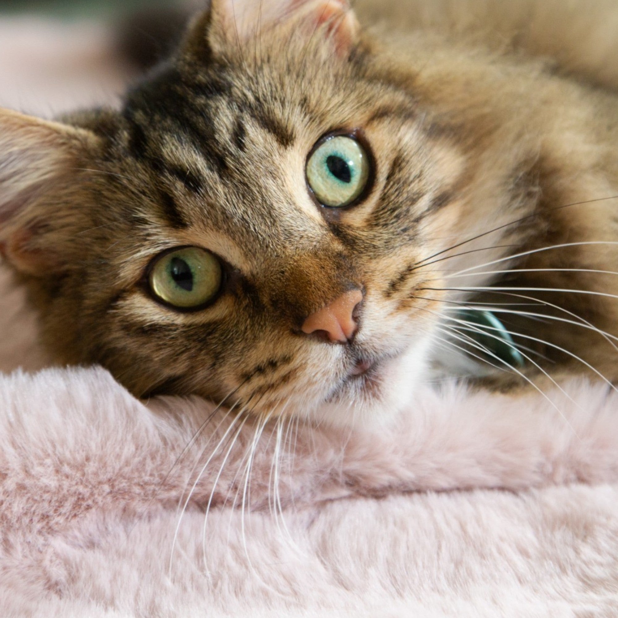 A cat resting comfortably on a soft pink blanket.