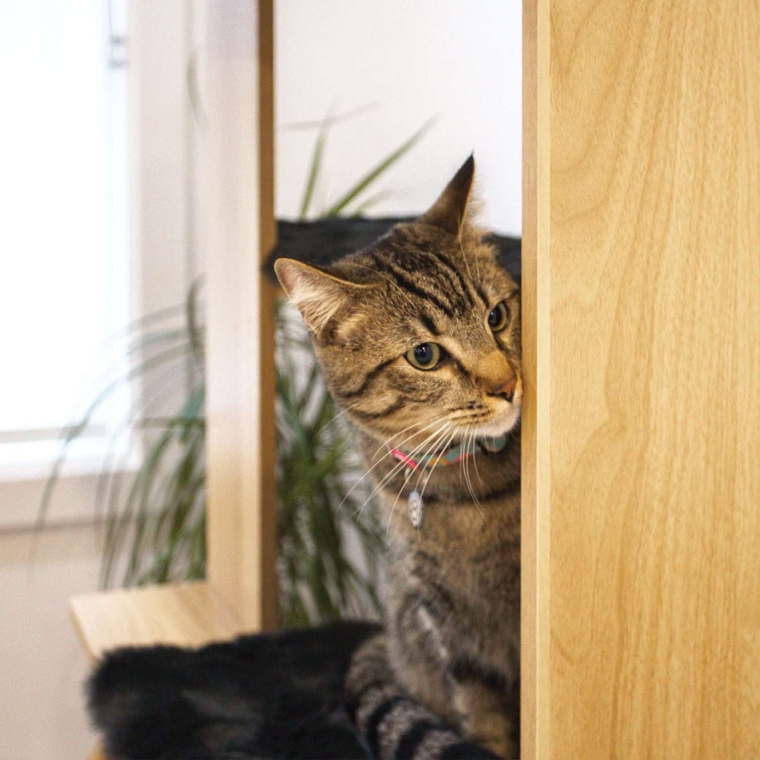 cali - cat tree -4 Cats & Dogs Home Furnishings Inc