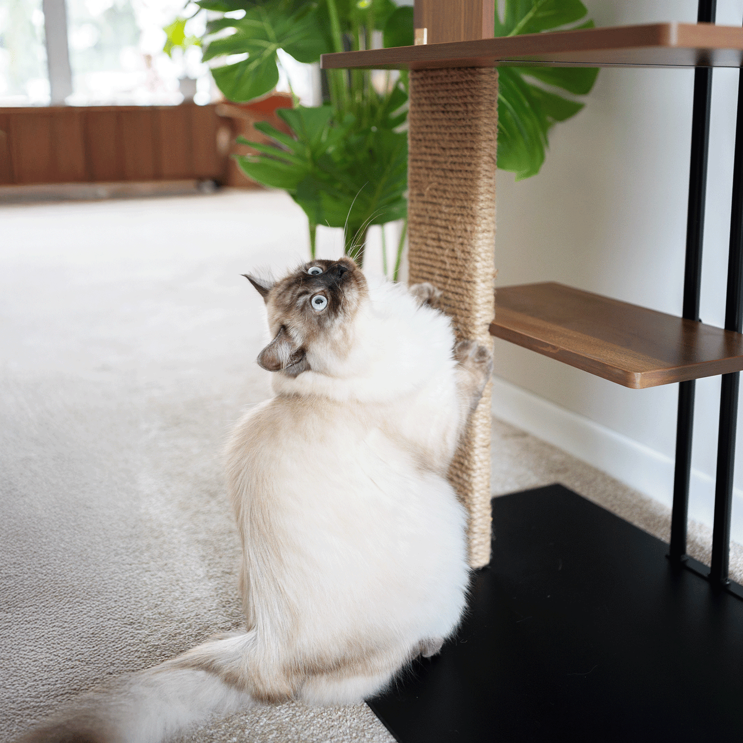 cali cat tree - 4C&D Home Furnishings