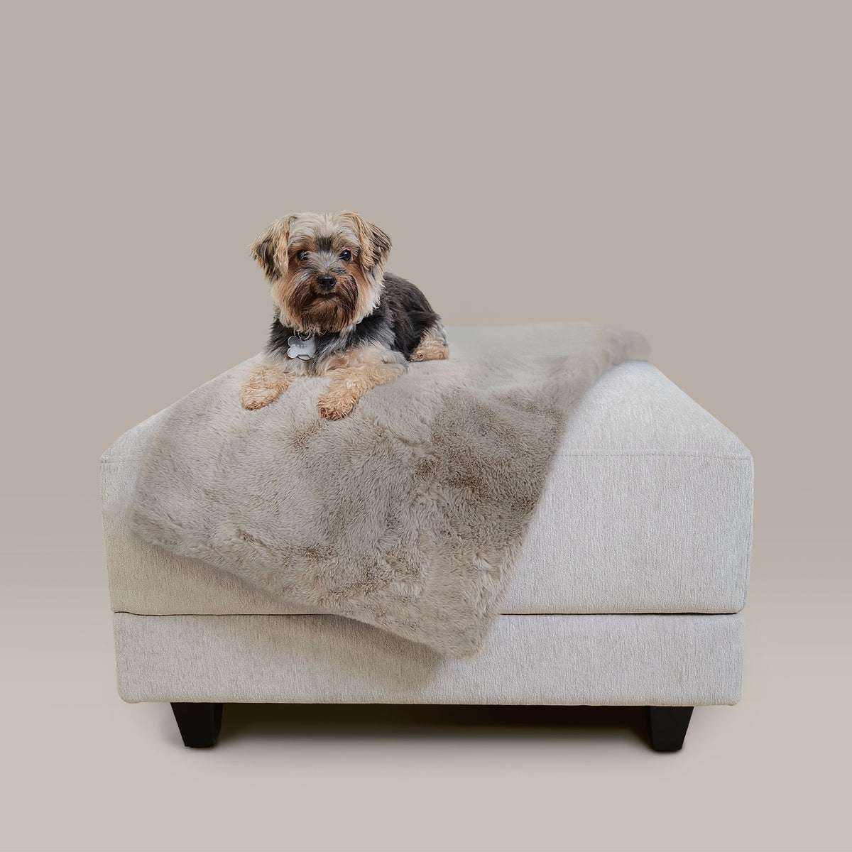Small dog sitting on a pet bed with a blanket on a beige background