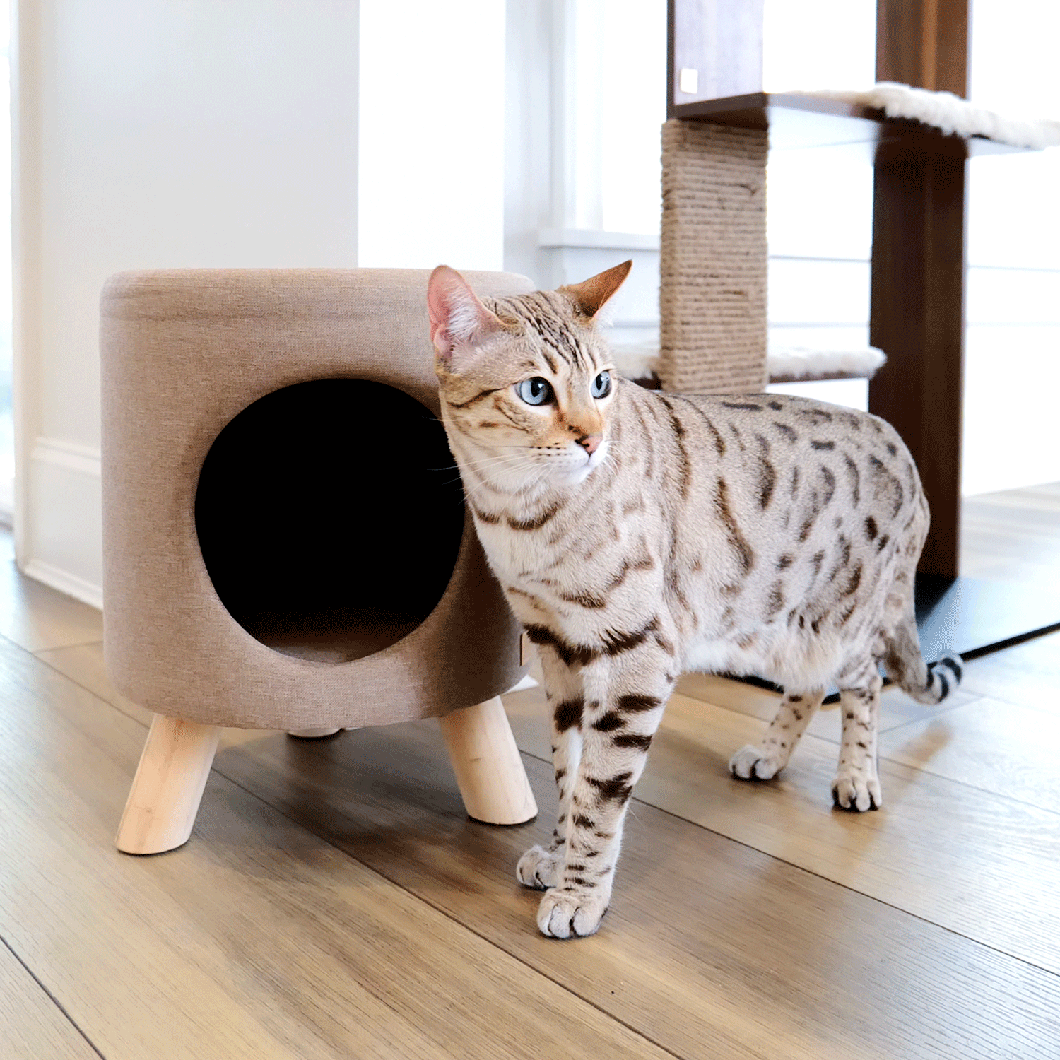 wallie pet stool - 4C&D Home Furnishings