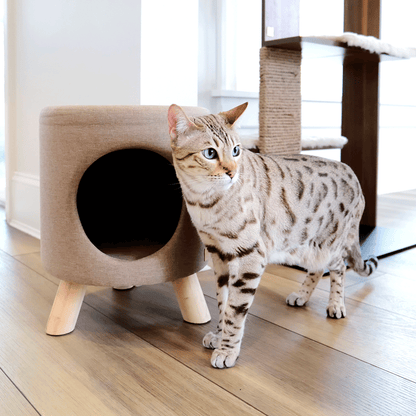 wallie pet stool - 4C&D Home Furnishings