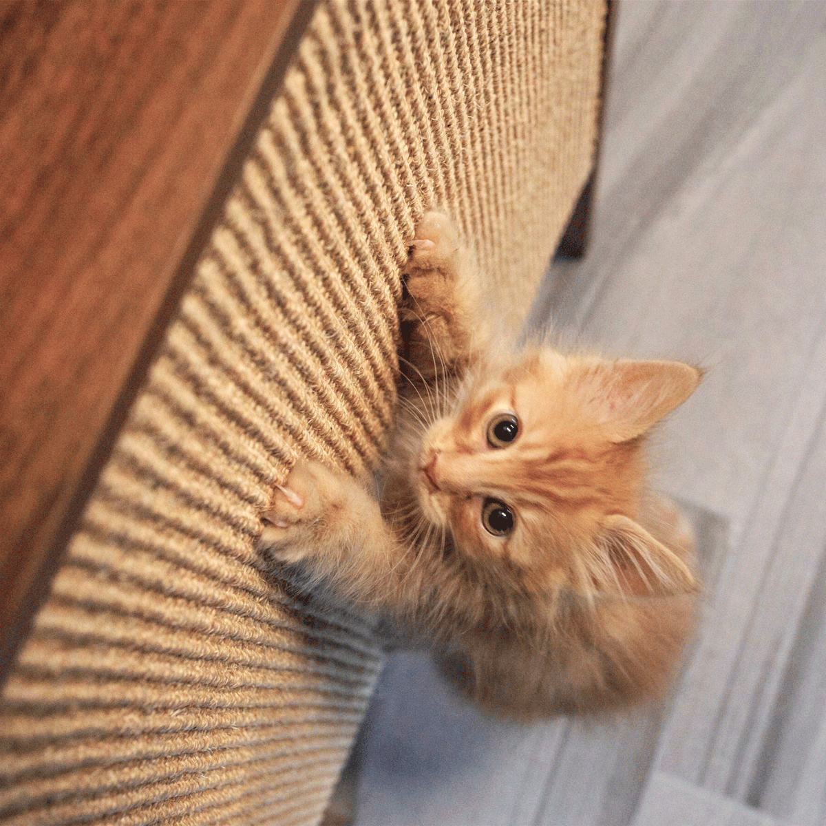 wesley wall cat scratcher - 4C&D Home Furnishings